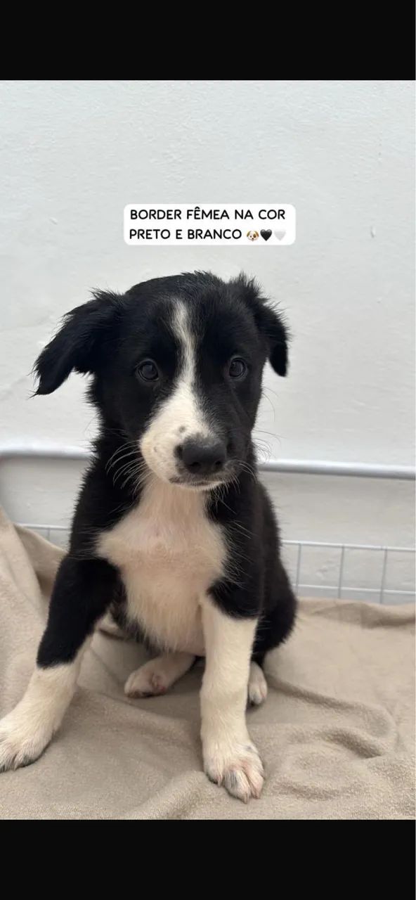 Border collie fêmea !! Puros e com comprovação 