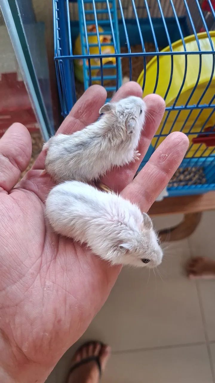 Casal de Hamster-anão-russo