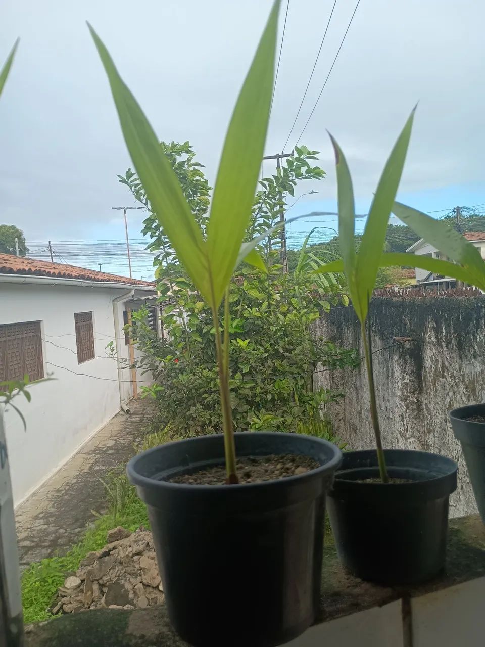 Vander planta  - Foto 4