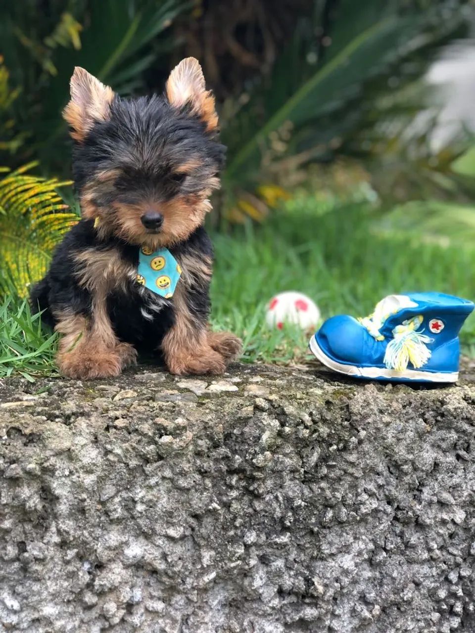 Yorkshire terrier micro macho - Foto 5