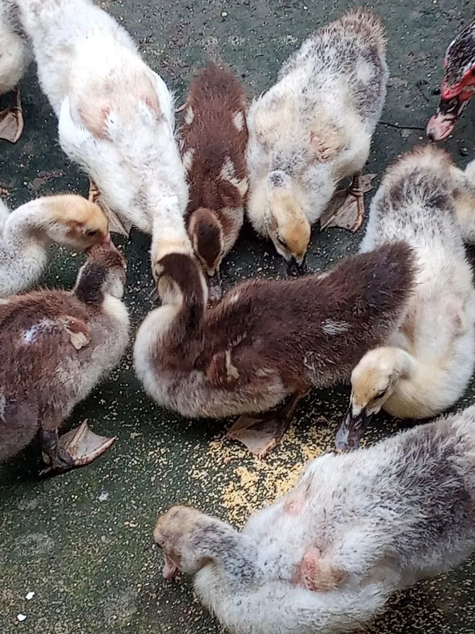 Aves Patinhos  - Foto 3