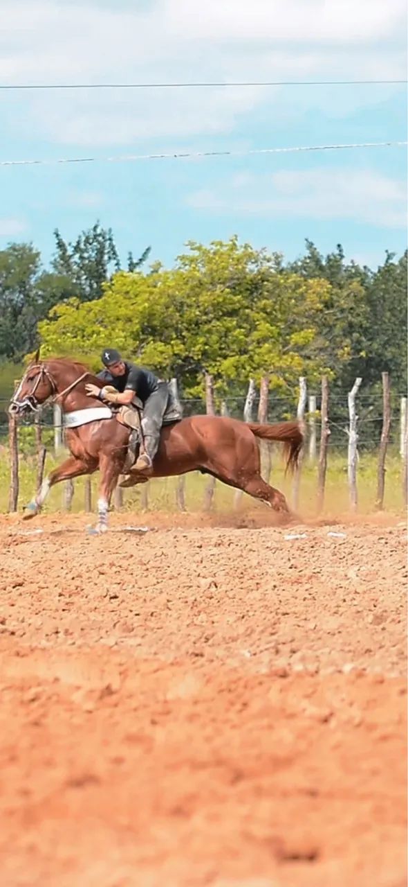 Cavalo quarto de milha vaquejada esquerda