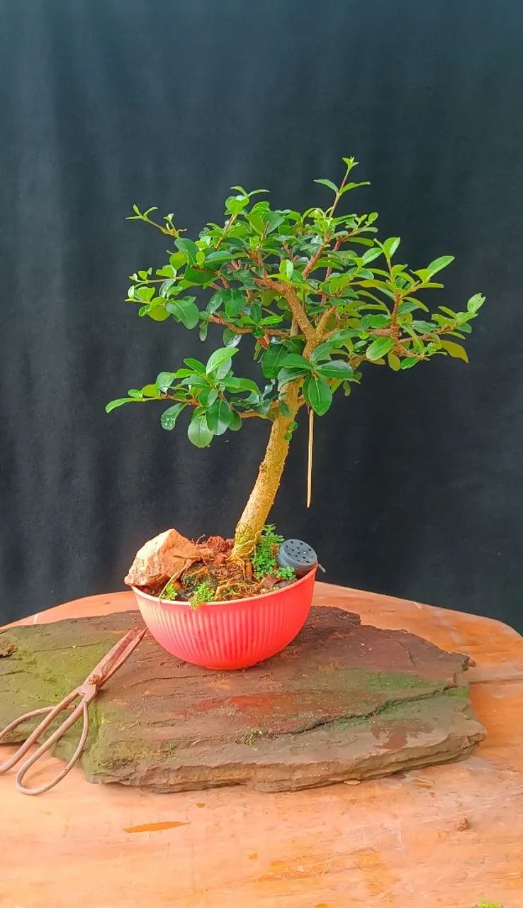 Bonsai acerola  - Foto 4