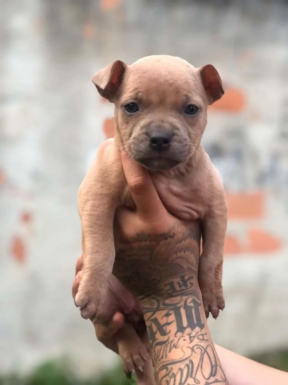 Vende-se Pit Monster 