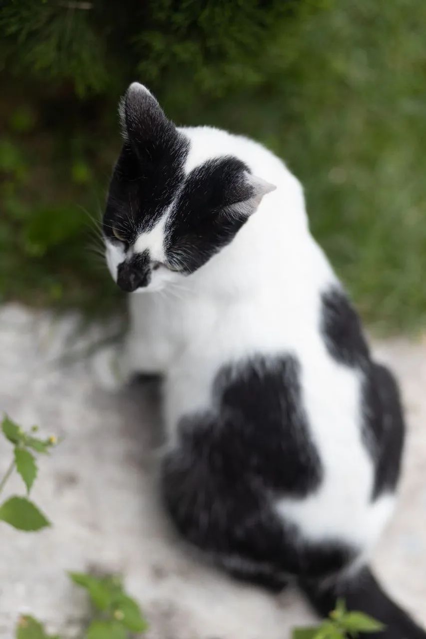 Gatinha castrdada para adoção responsável  - Foto 2