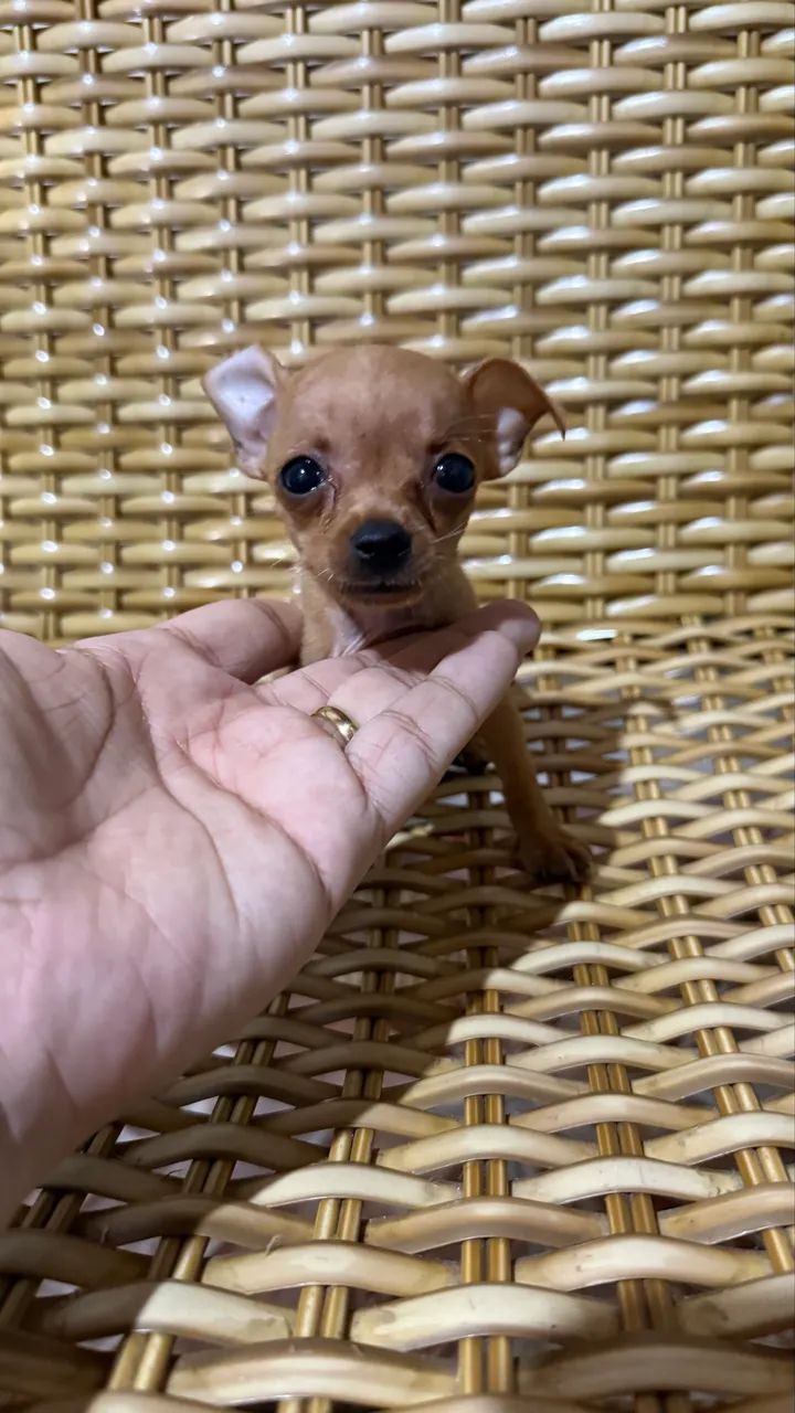Pinscher - Foto 4