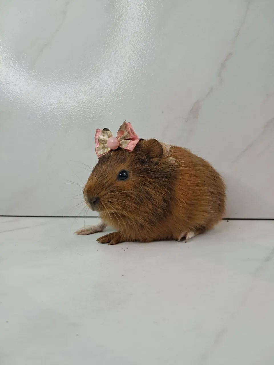 Porquinho da india - Foto 3