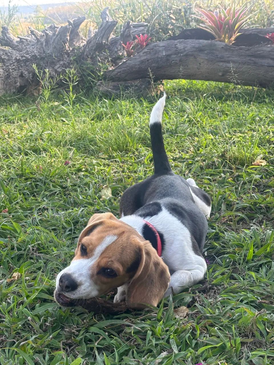 Fêmea Beagle  - Foto 3