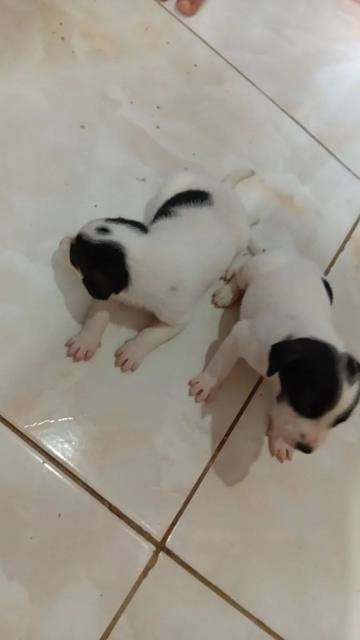 Doação  - Foto 3