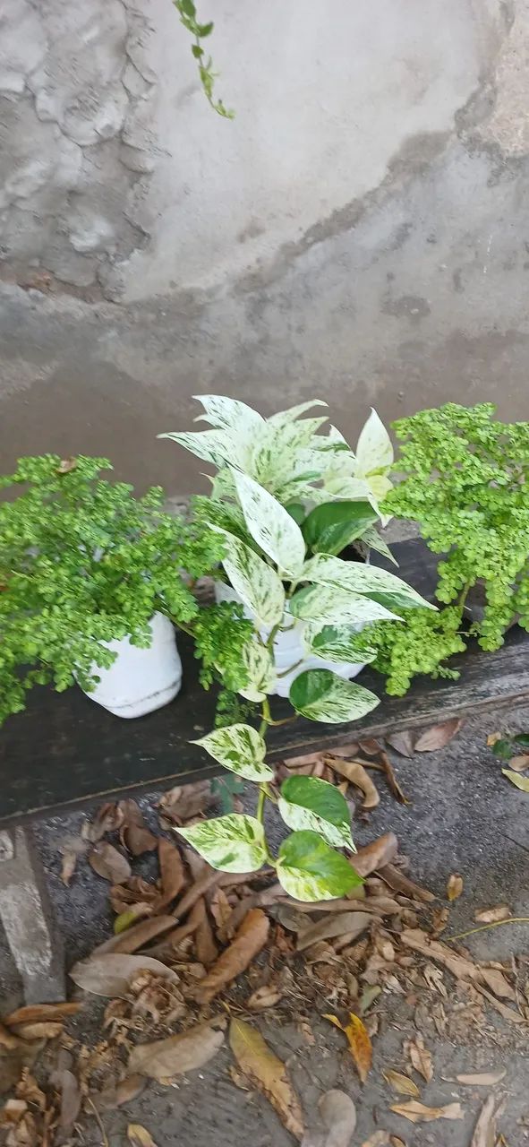 Plantas  cada 30 reais