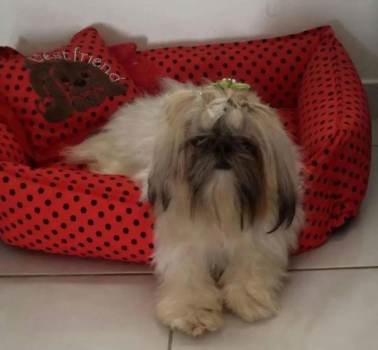 Shihtzu  - Foto 5