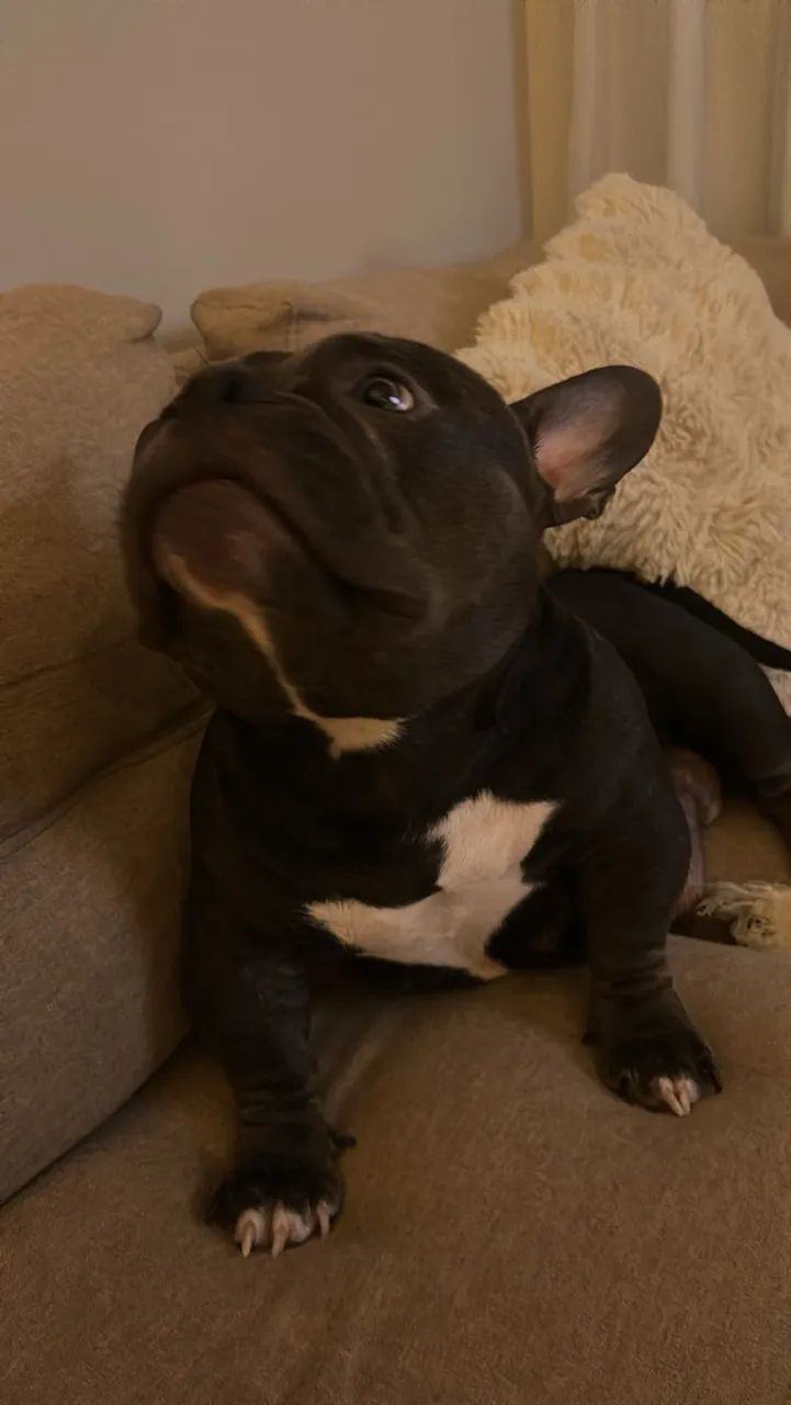 Filhotes de American Bully Micro F1