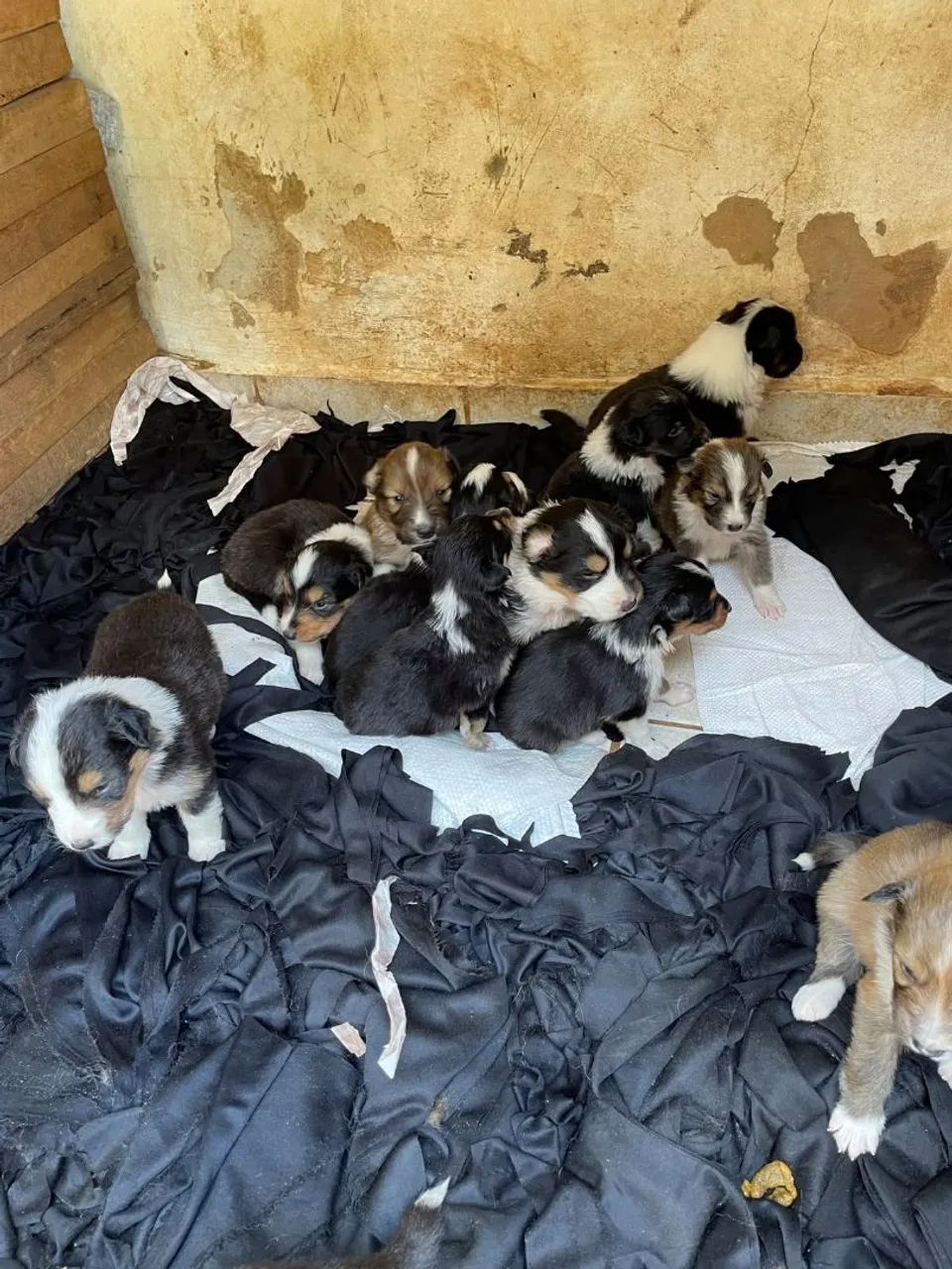Collie - Foto 2