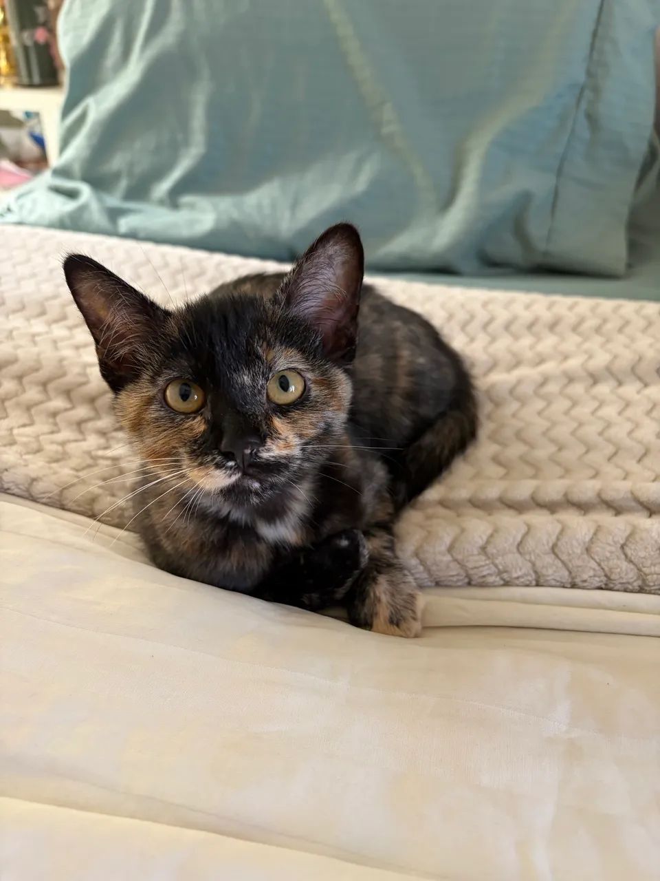 Doação de gata filhote - Foto 2