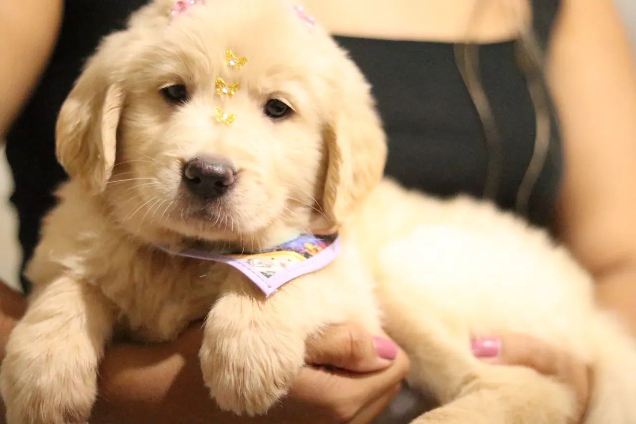 GOLDEN RETRIEVER PARCELAMOS  - Foto 4