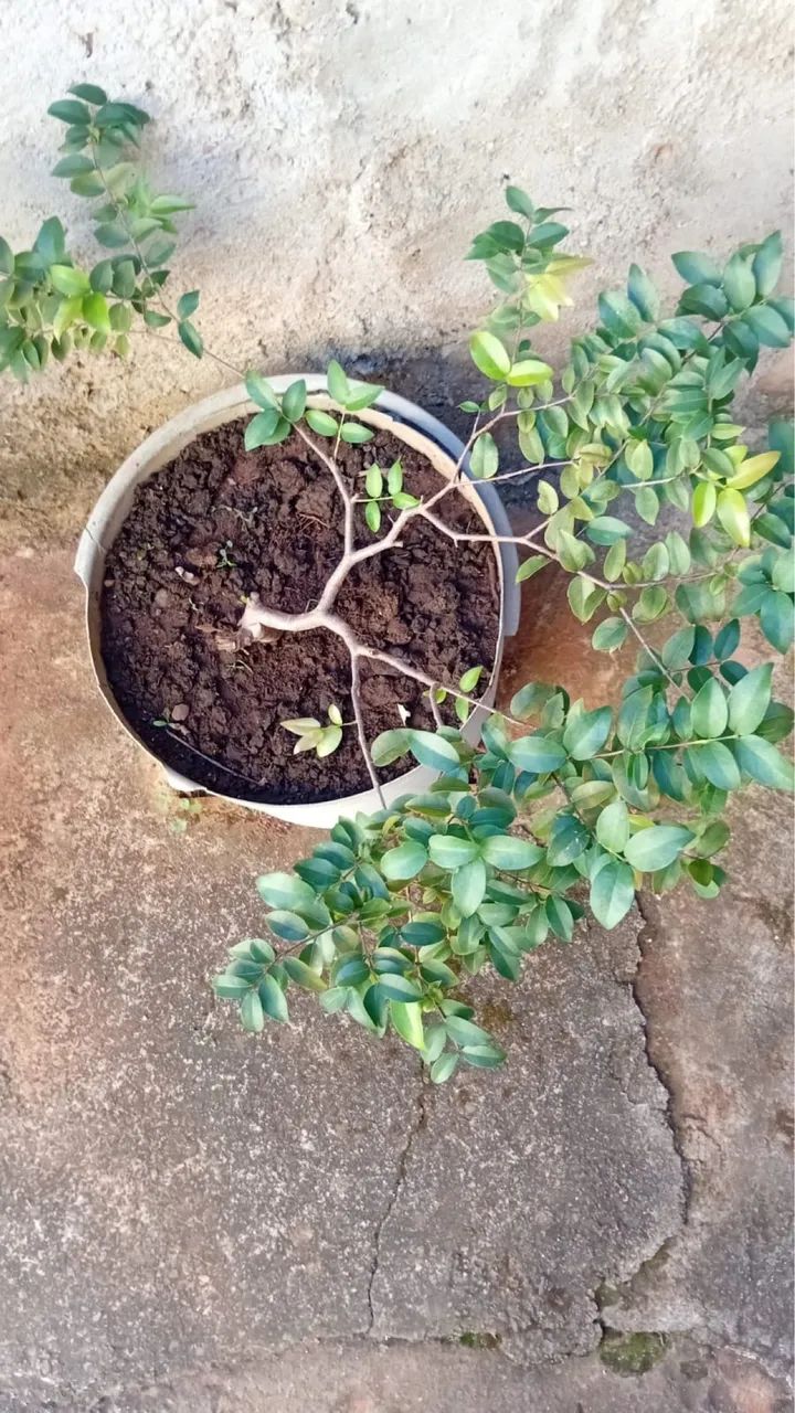Muda de jabuticabeira 