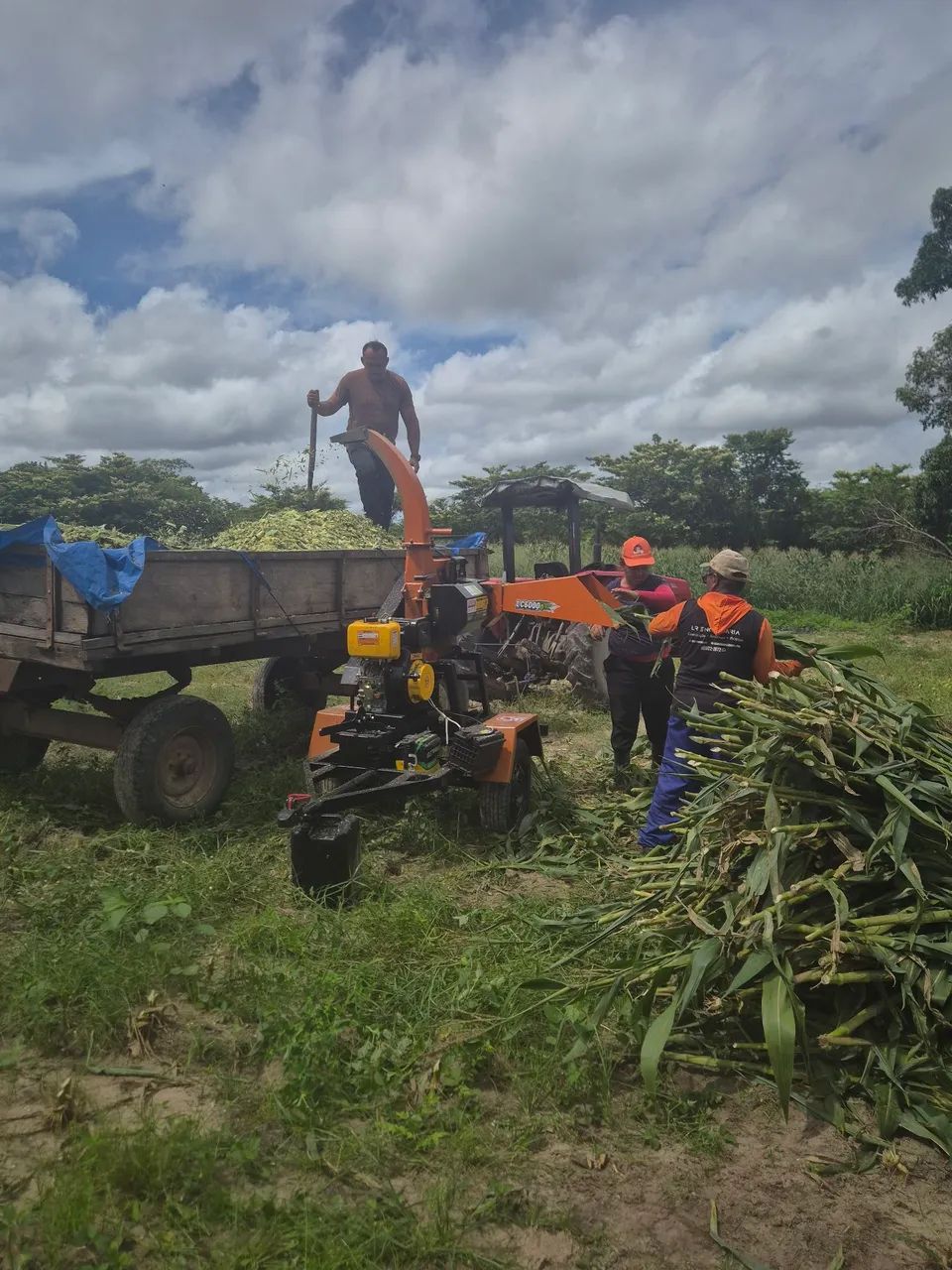 Silagem de milho de altíssima qualidade  - Foto 3