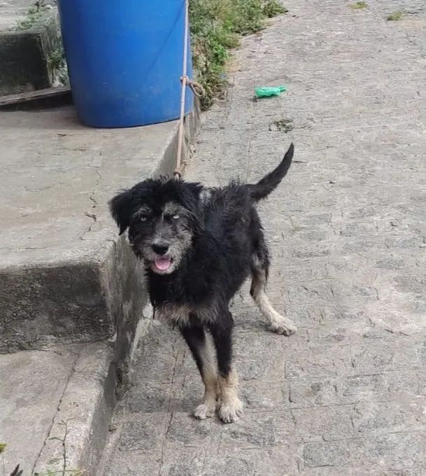 Adoção  - Foto 4