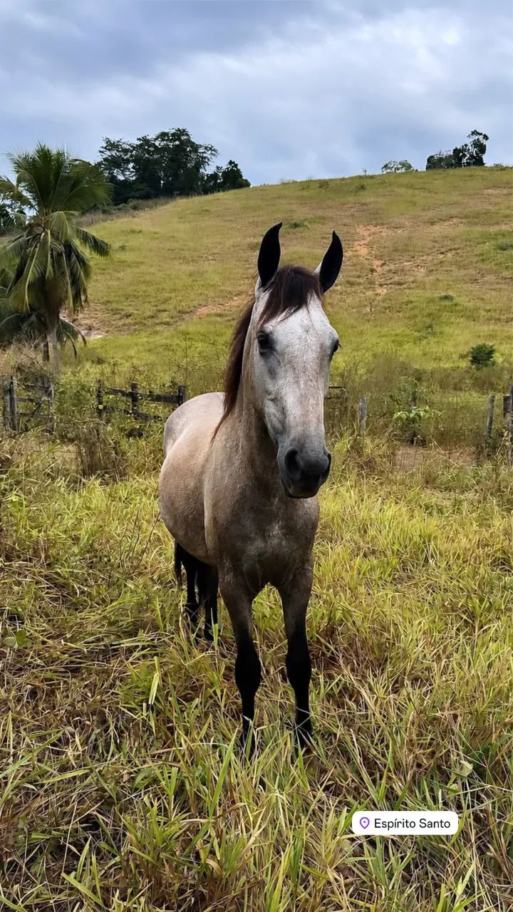 Potro/cavalo