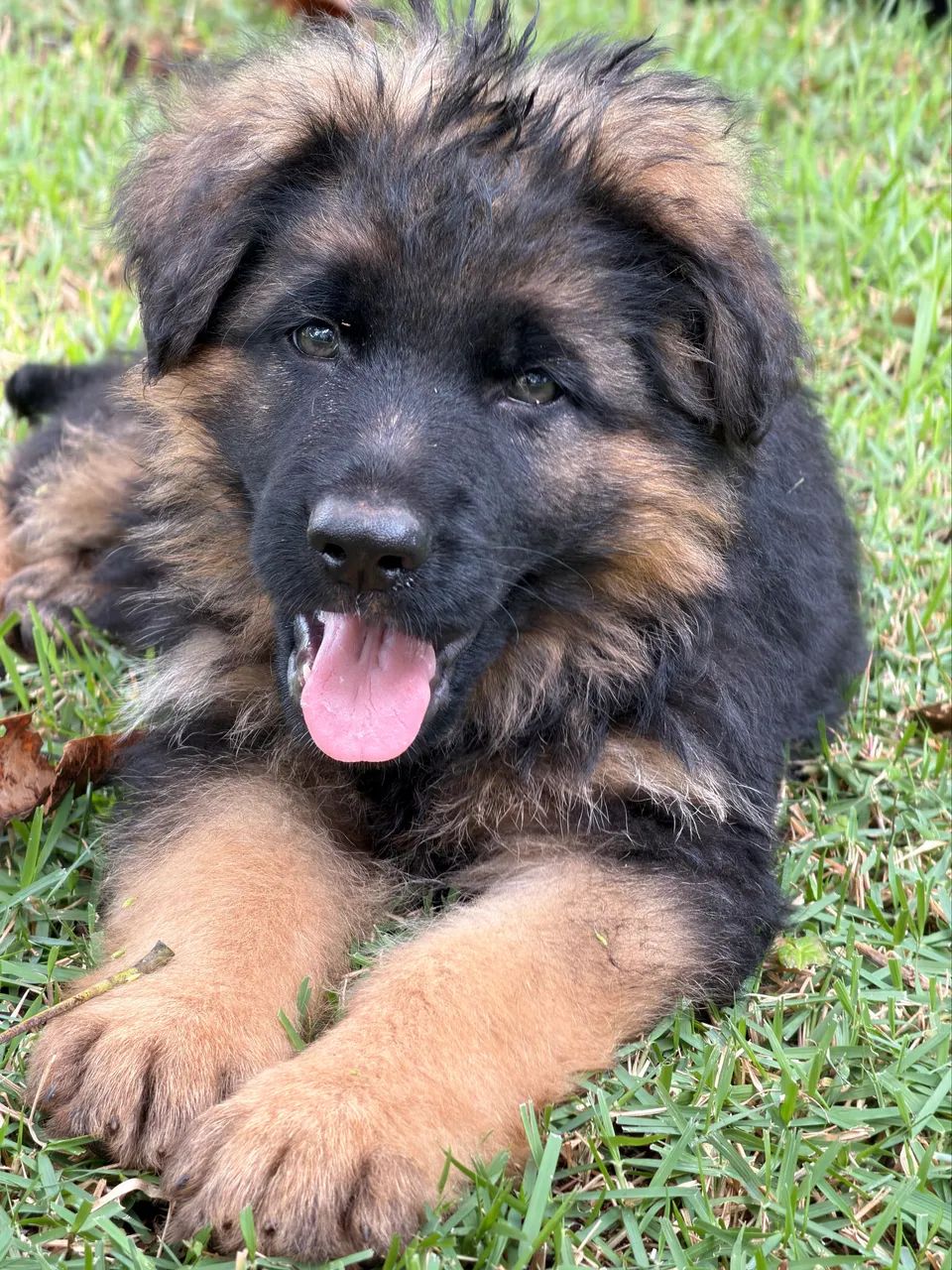 Filhotes de Pastor Alemão preto e capa preta pelo longo - Foto 4