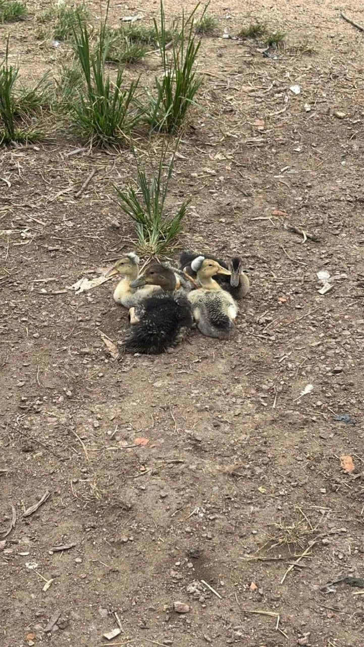 Filhotes de Pato - Foto 5