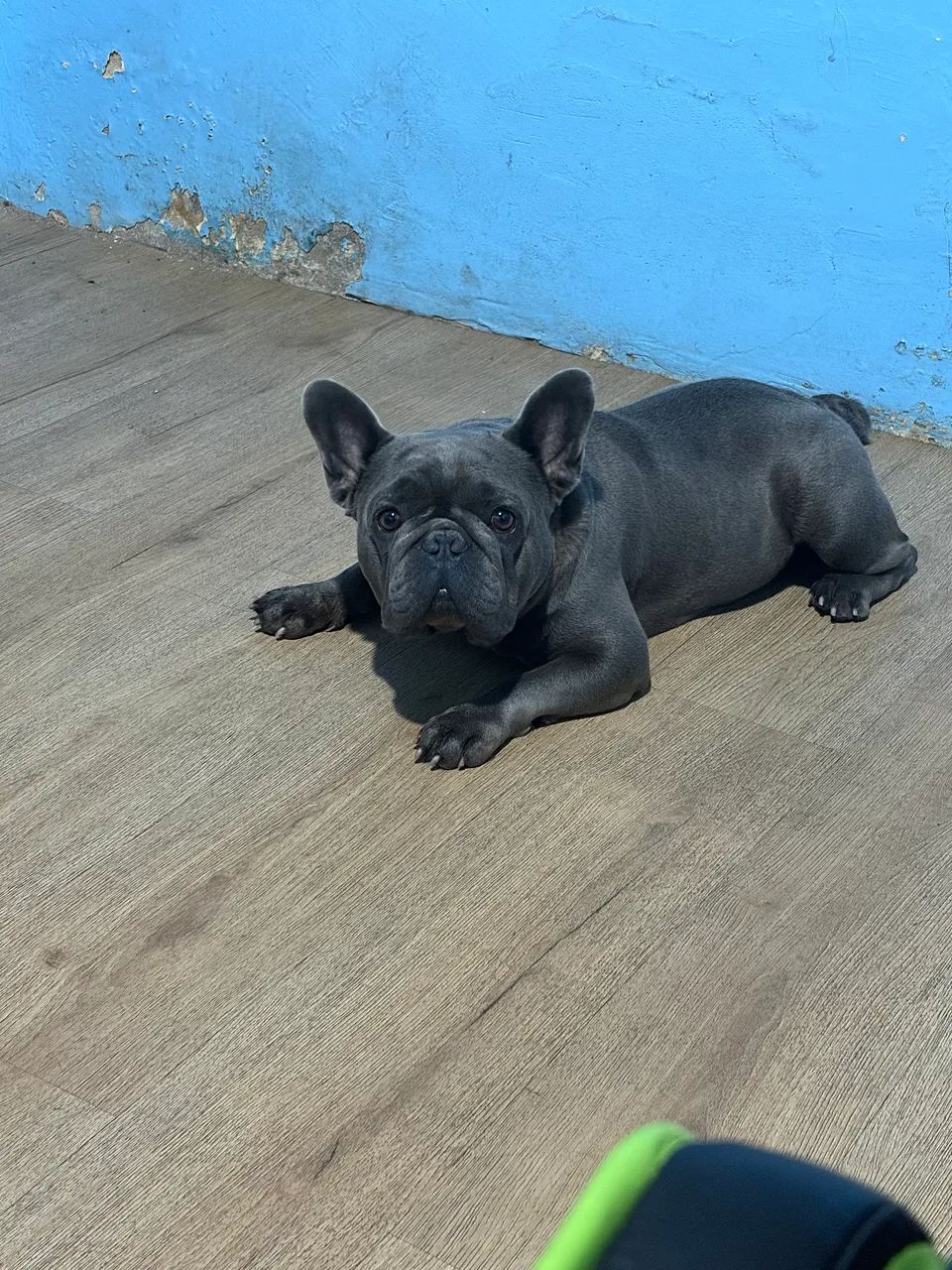 Buldogue francês  - Foto 3