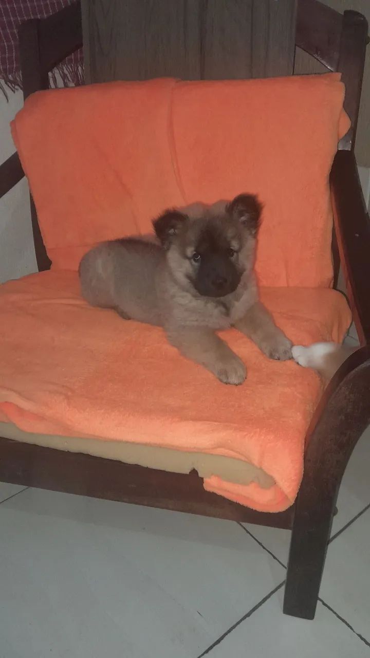 Fêmea de chow chow  - Foto 3