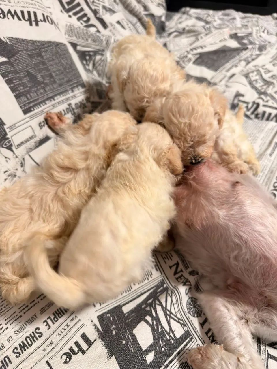 Vendo filhote Poodle toy - Foto 4