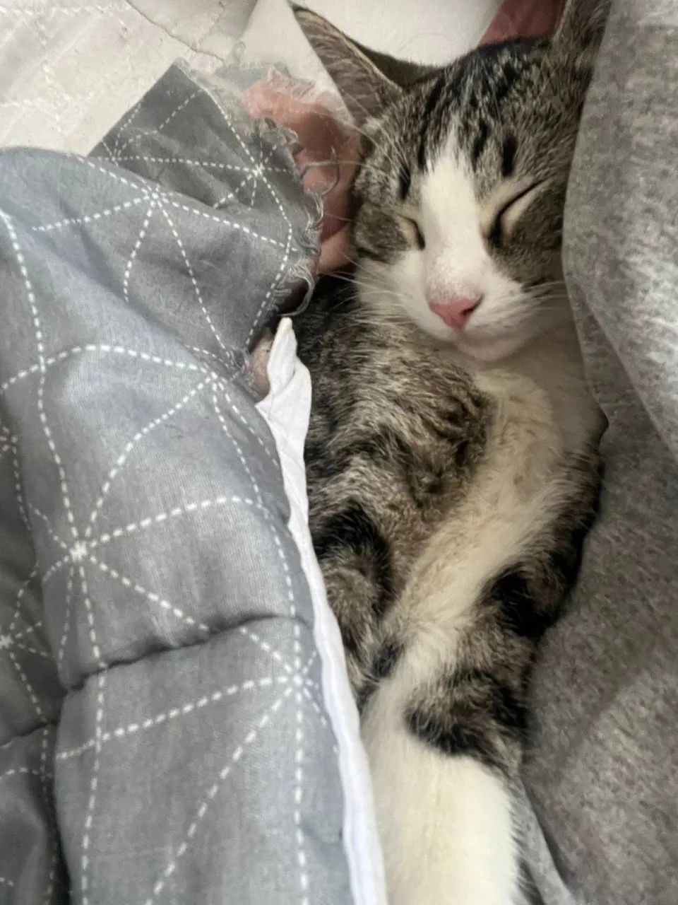 Gatos