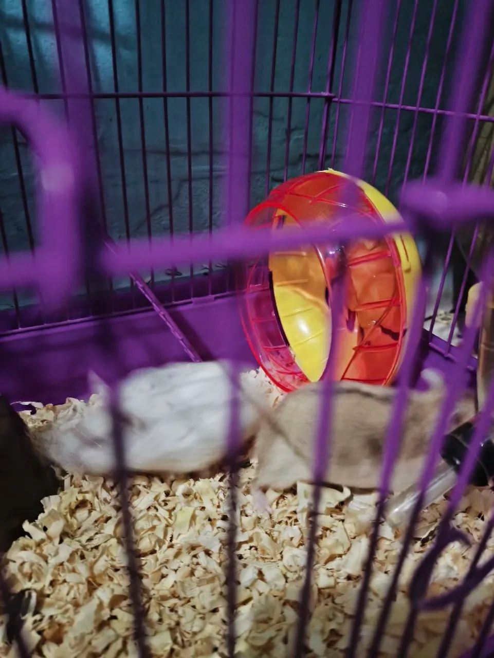Hamster anão russo - Foto 5