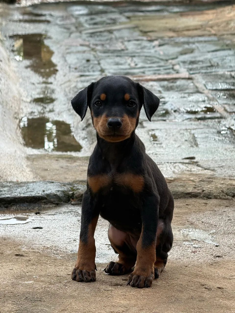 Filhote de Doberman - Foto 5