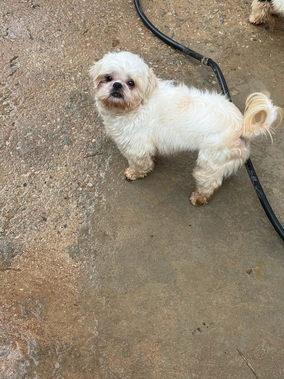 Shihtzu macho  - Foto 5