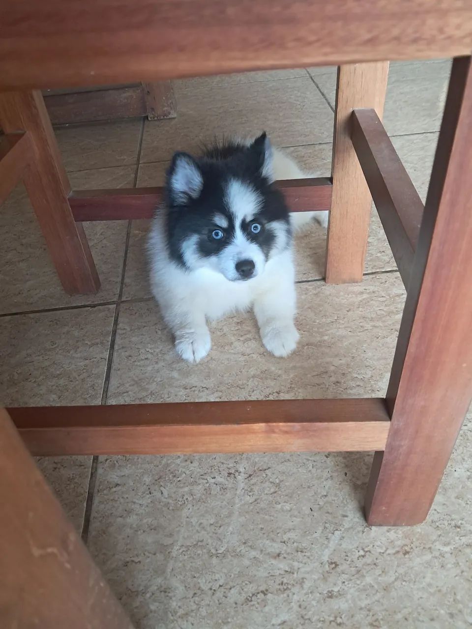 ANIMAIS DE ESTIMAÇÃO  - Foto 4