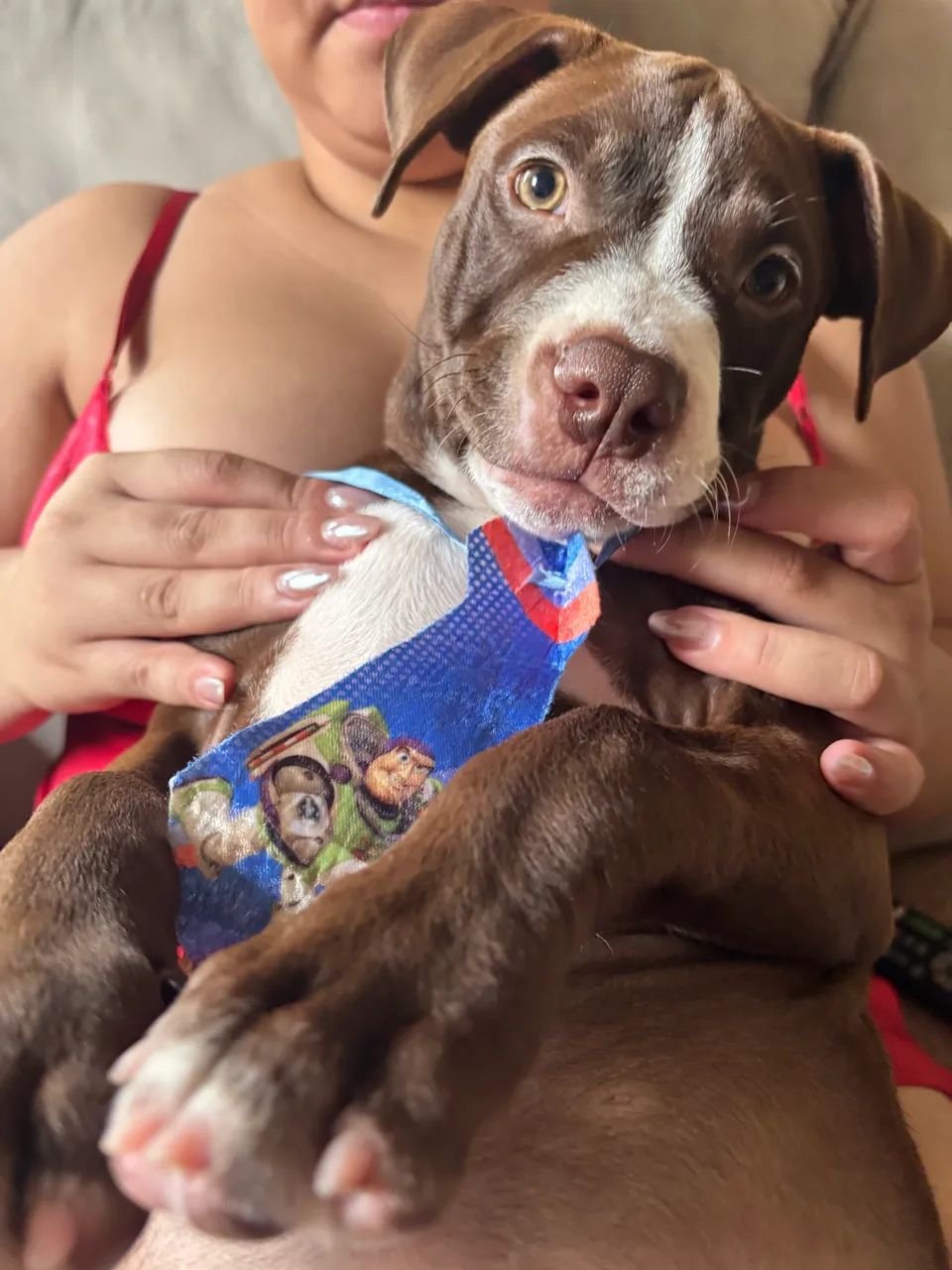 Filhote Pitbull - Foto 3