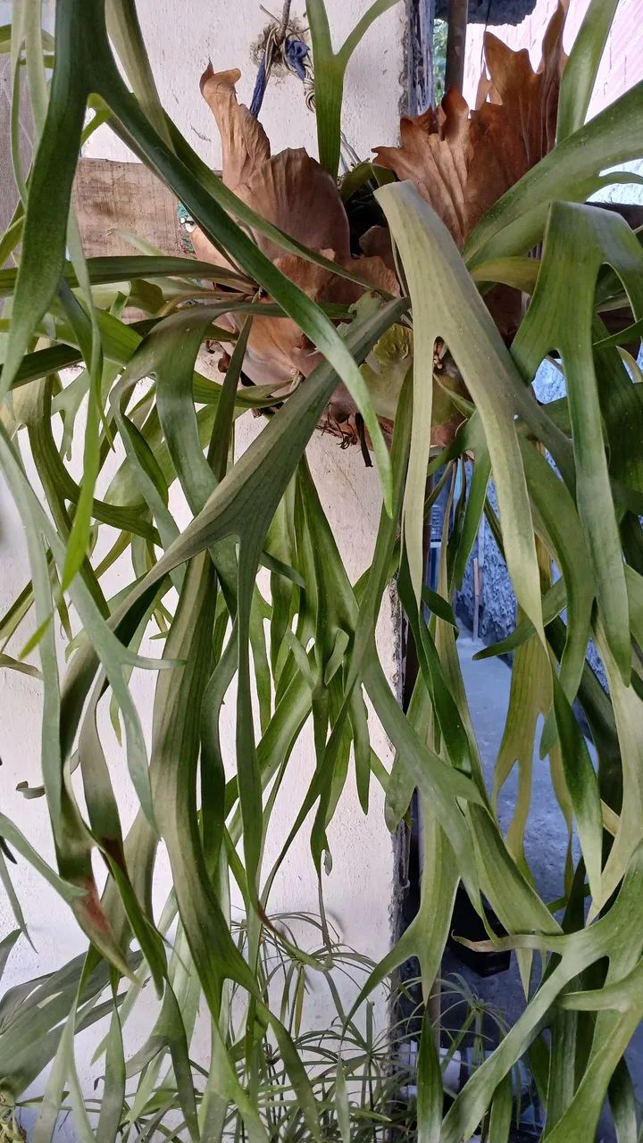 Plantas  - Foto 2