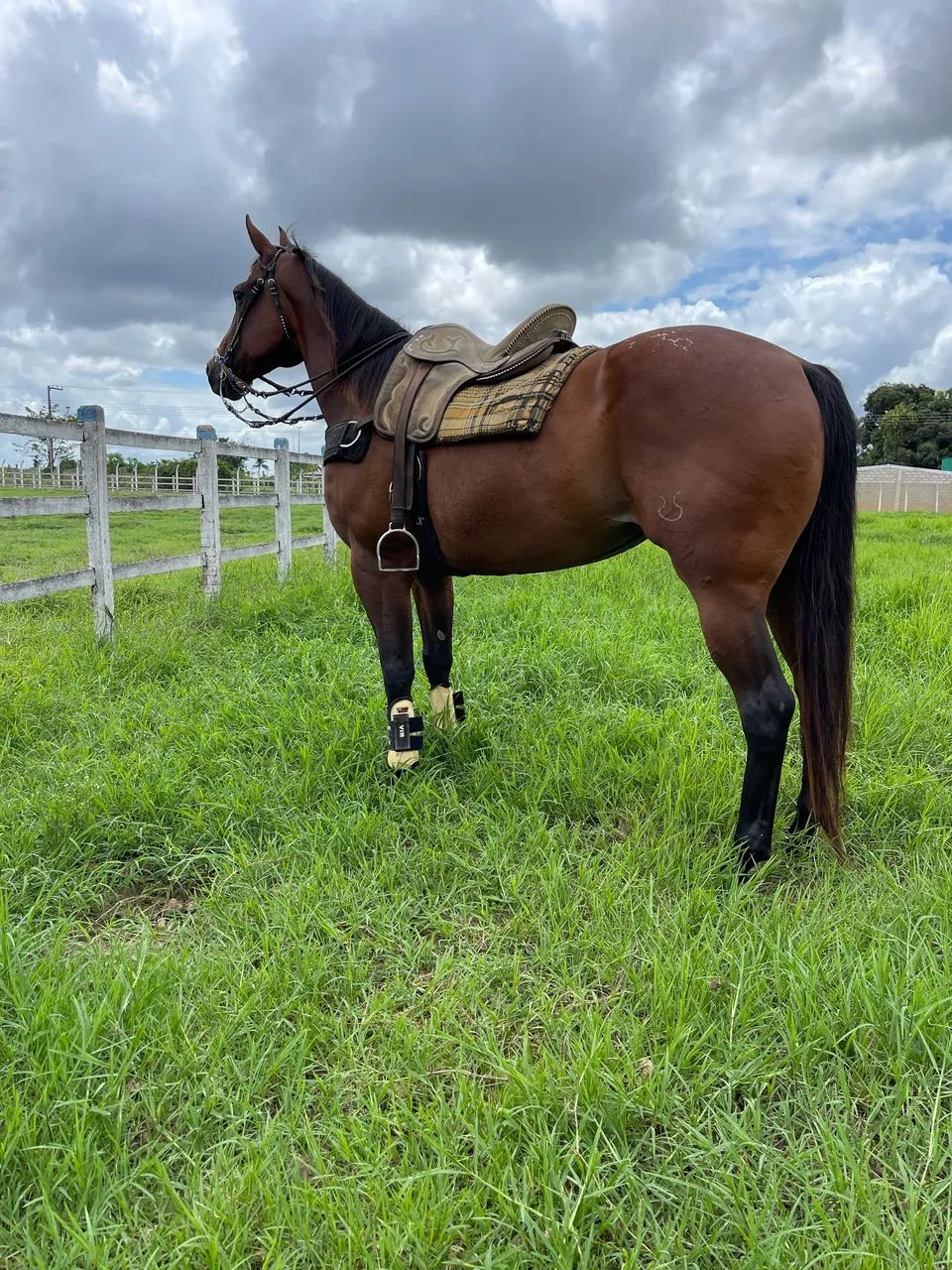 Égua QM - Foto 3