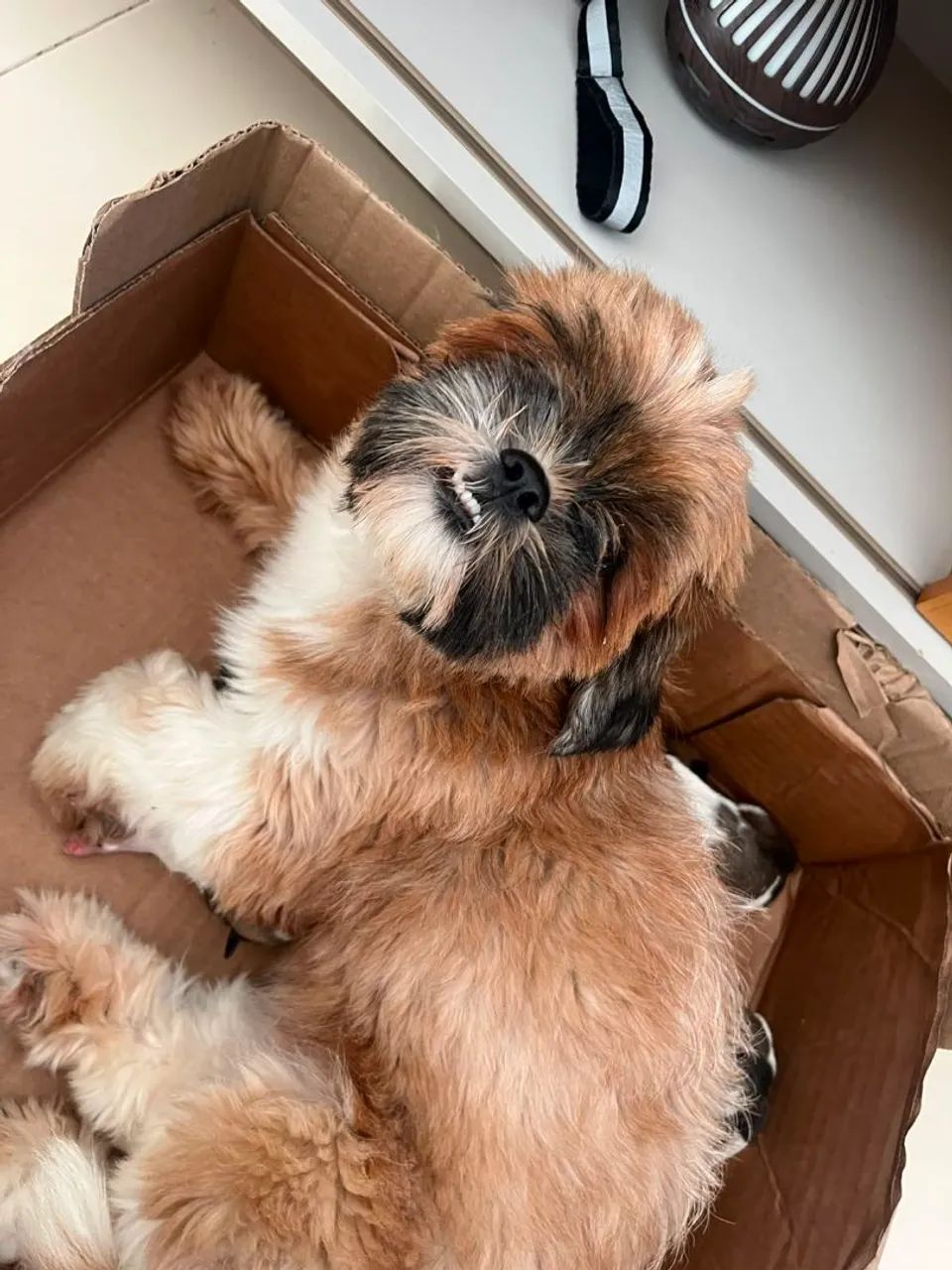 Cachorro