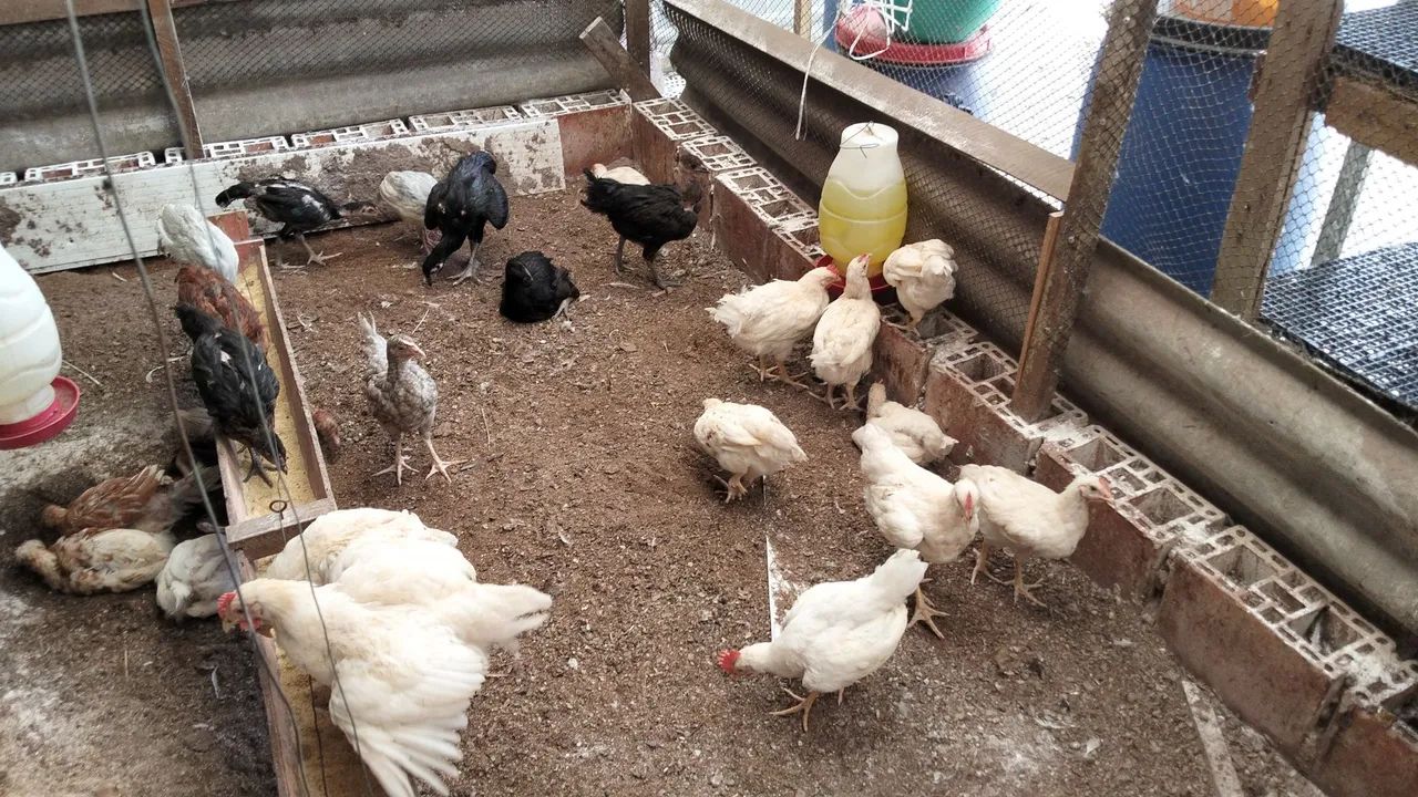 Frango  - Foto 2