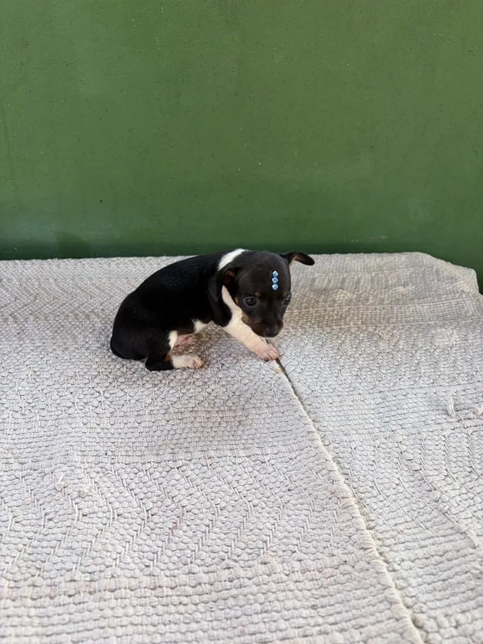 Filhote Pinscher Macho - Foto 3