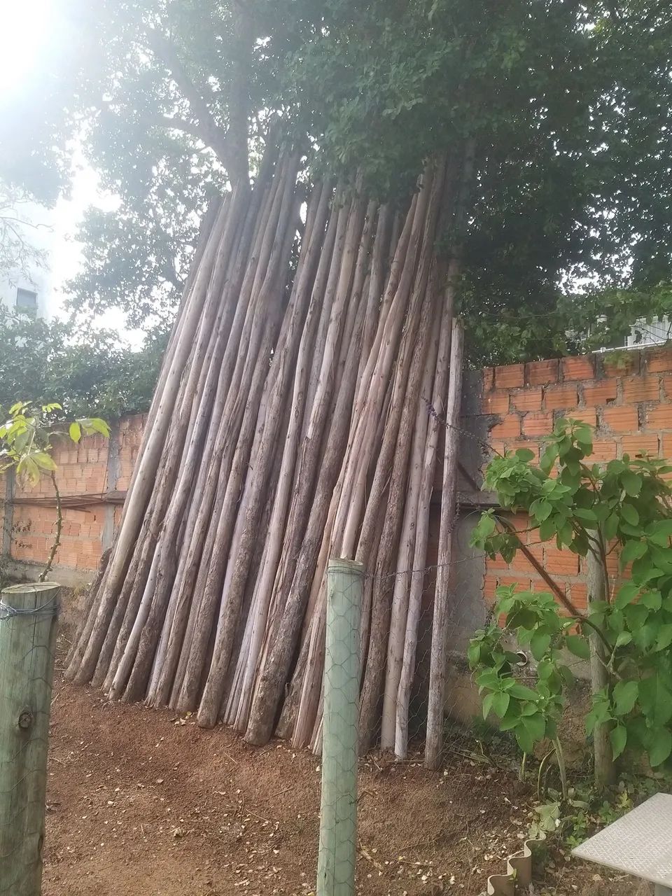 escoras é eucalipto usada uma vez só 