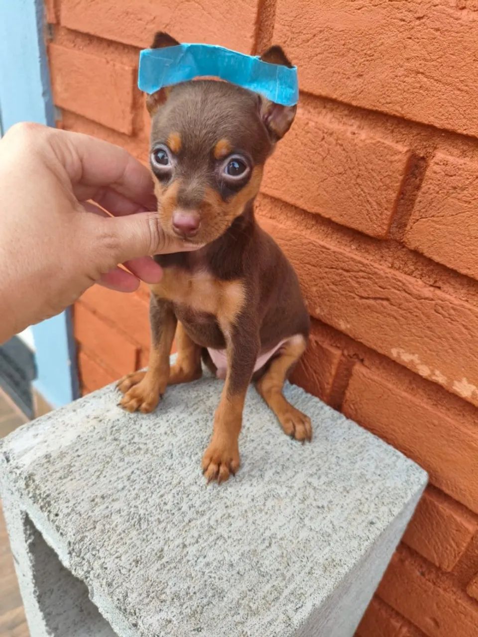Pinscher 0 disponível em Monte Mor