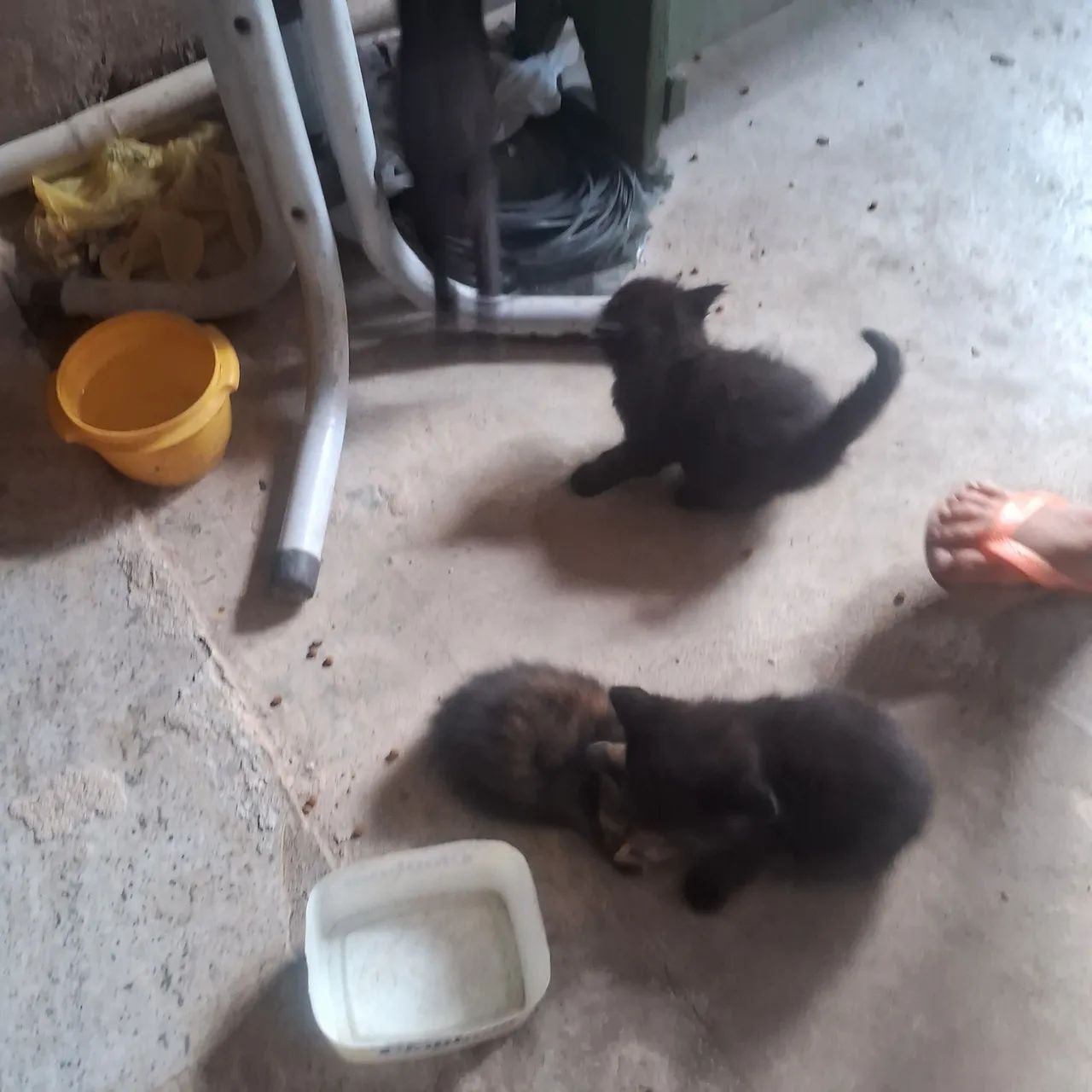 Doação de gato - Foto 2
