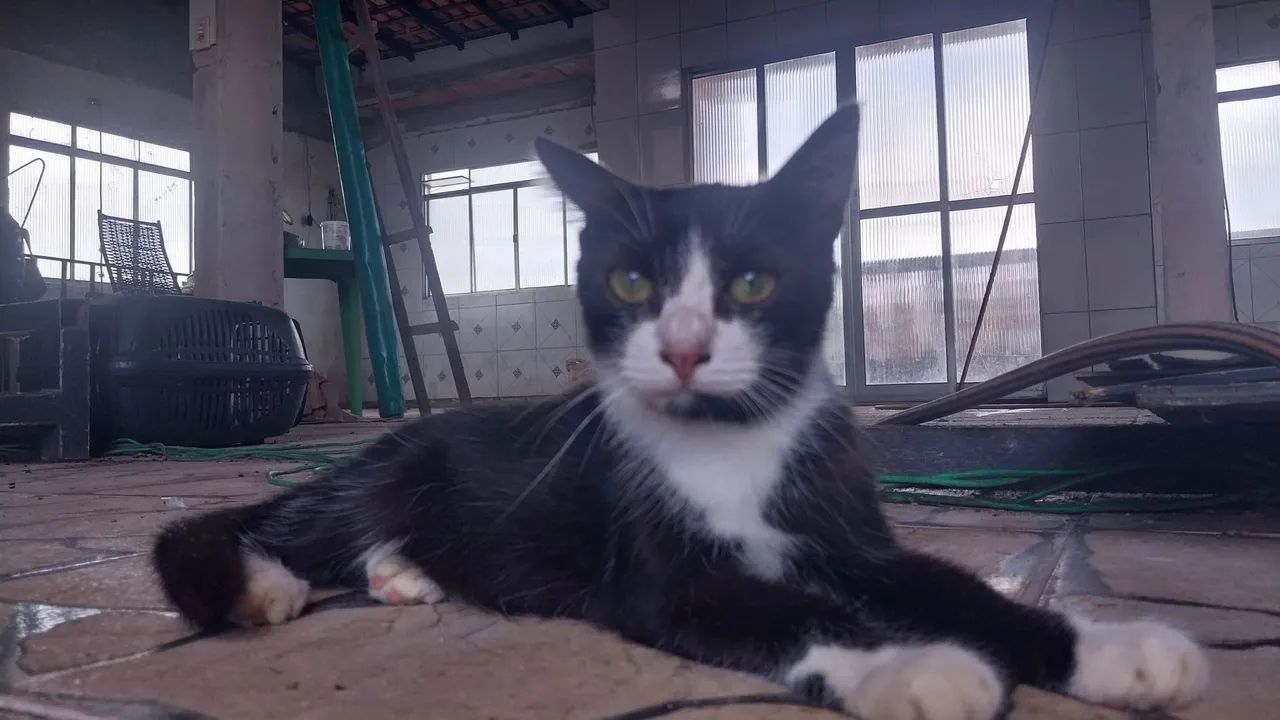 Doação responsável de gatos