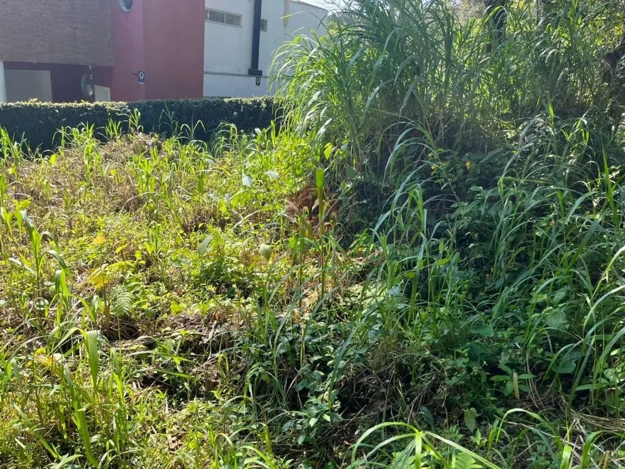 Terreno à venda, 381 m² - Pantanal - Florianópolis/SC - Foto 2