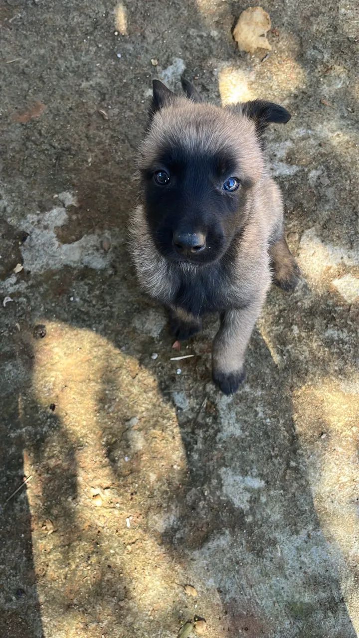 Pastor belga de malinois 