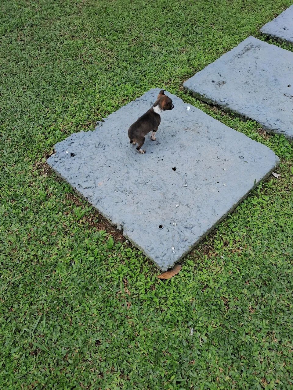 Cachorro  - Foto 3