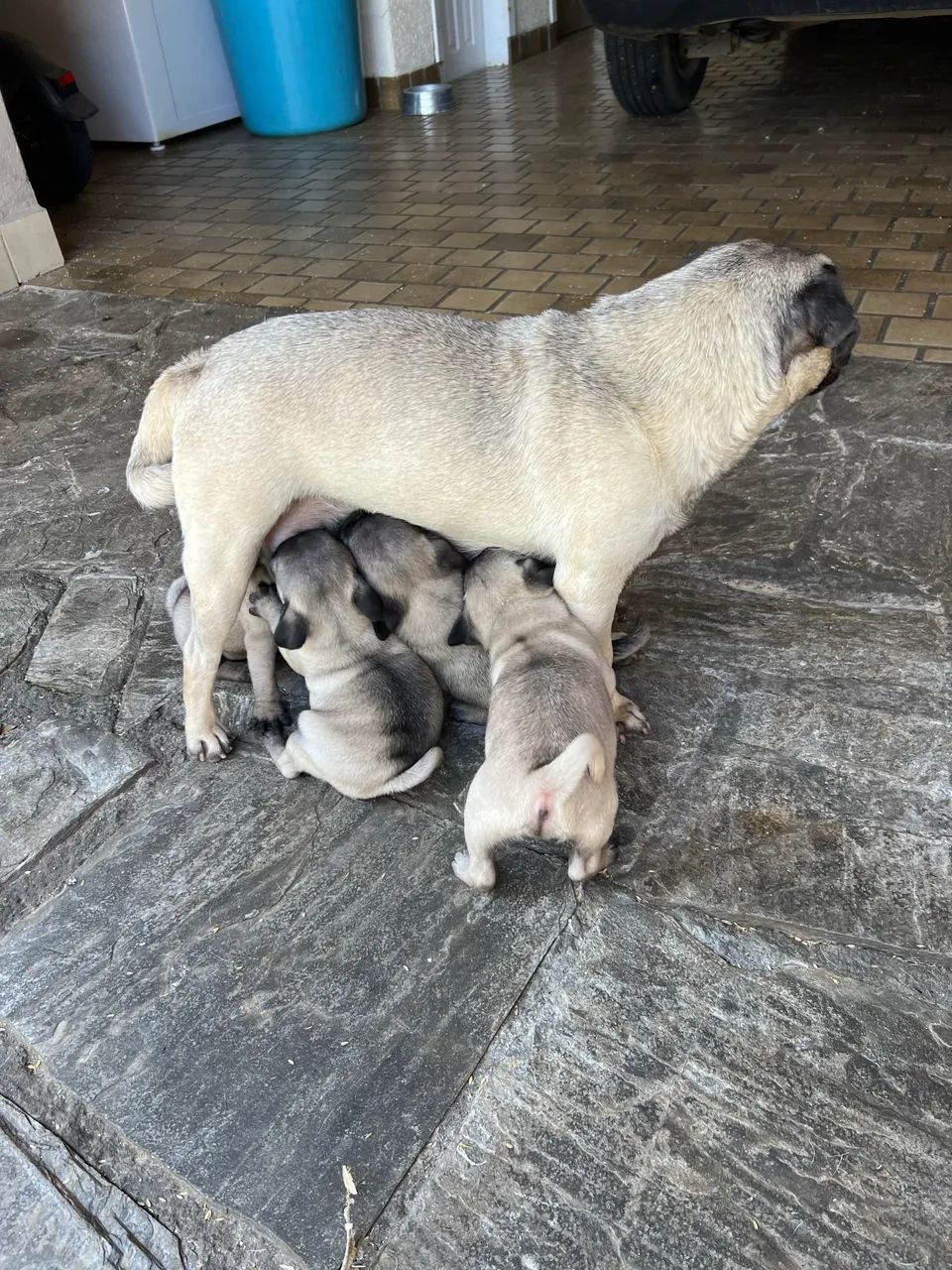 Filhotes de pug  - Foto 4
