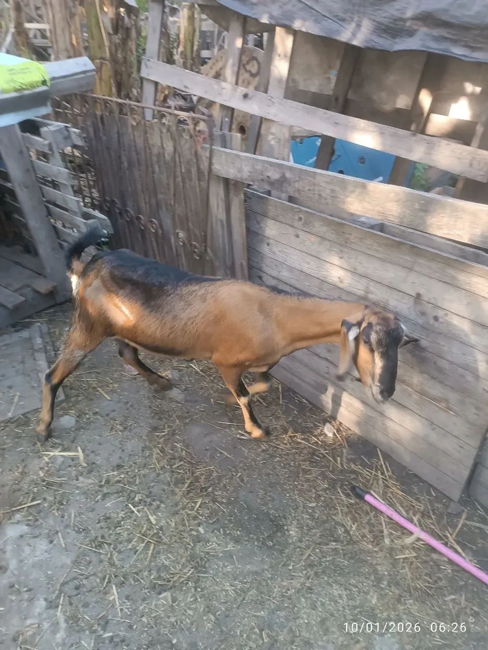 Bode e cabra - Foto 2
