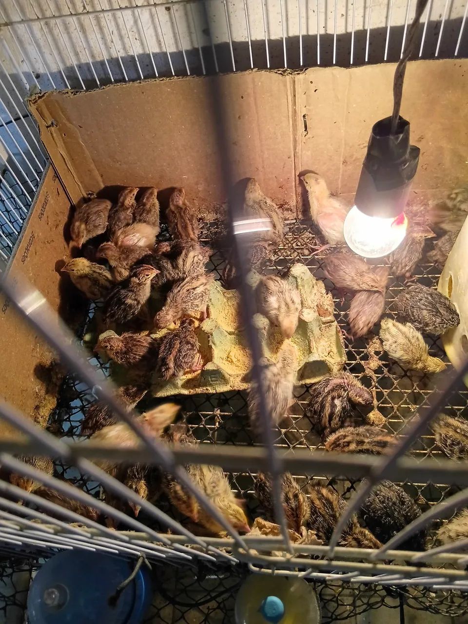 Pintinhos de Codornas gigantes e japonesas