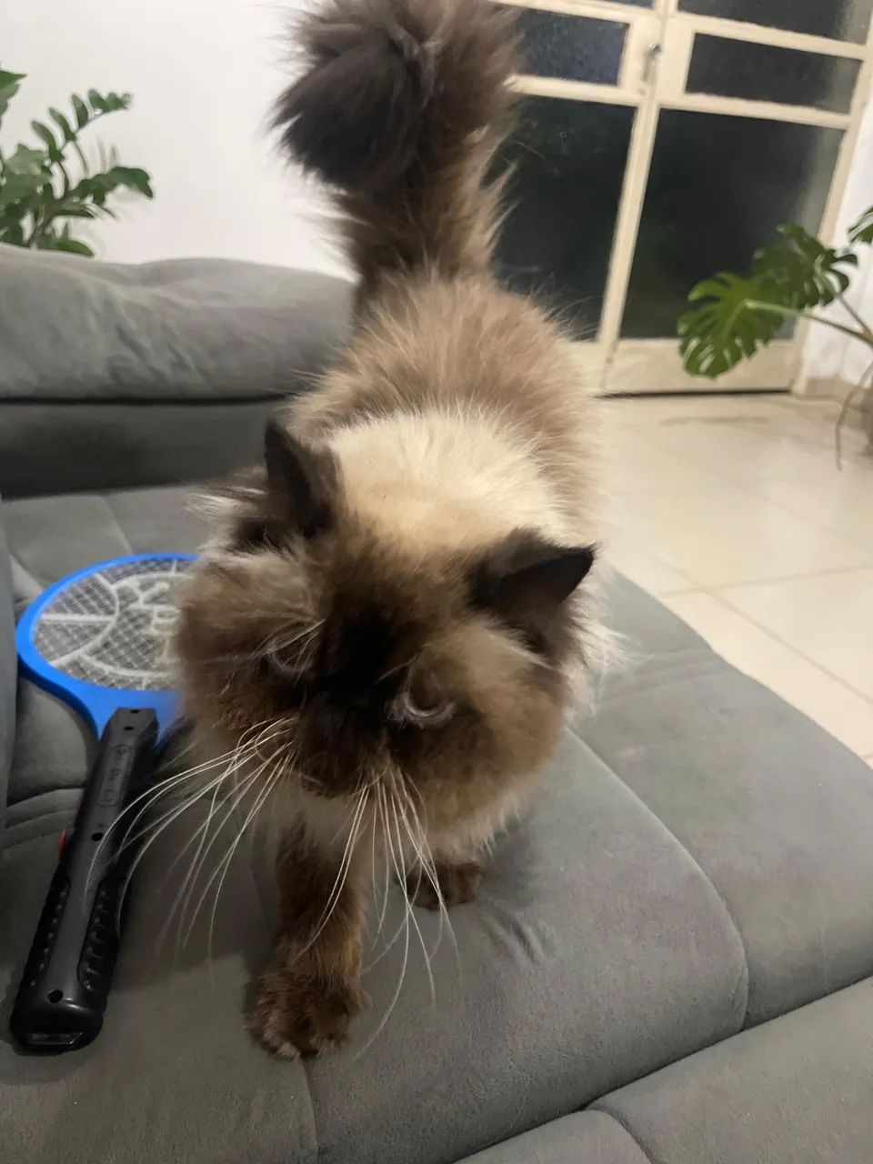 Gato persa procura namorada  - Foto 4